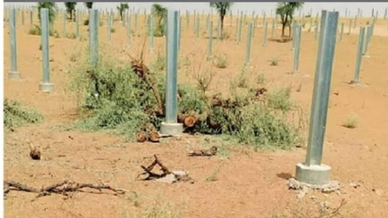 Khejri Trees Axed for Solar plant in Rajasthan